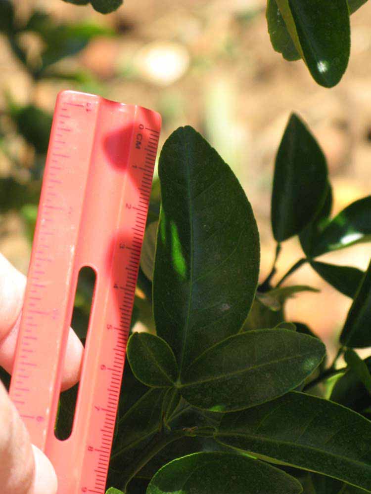              Trifoliolate leaf (Riverside, CA)       